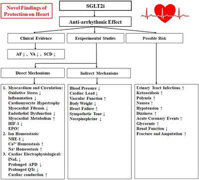 Antiarrhythmic effects and mechanisms of sodium-glucose cotransporter 2 inhibitors: A mini review